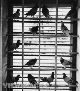 Pigeon Buying Guide Part 4 Pigeon Buying Guide Part 4