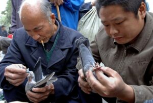 Pigeon Buying Guide Part 2 Pigeon Buying Guide Part 2