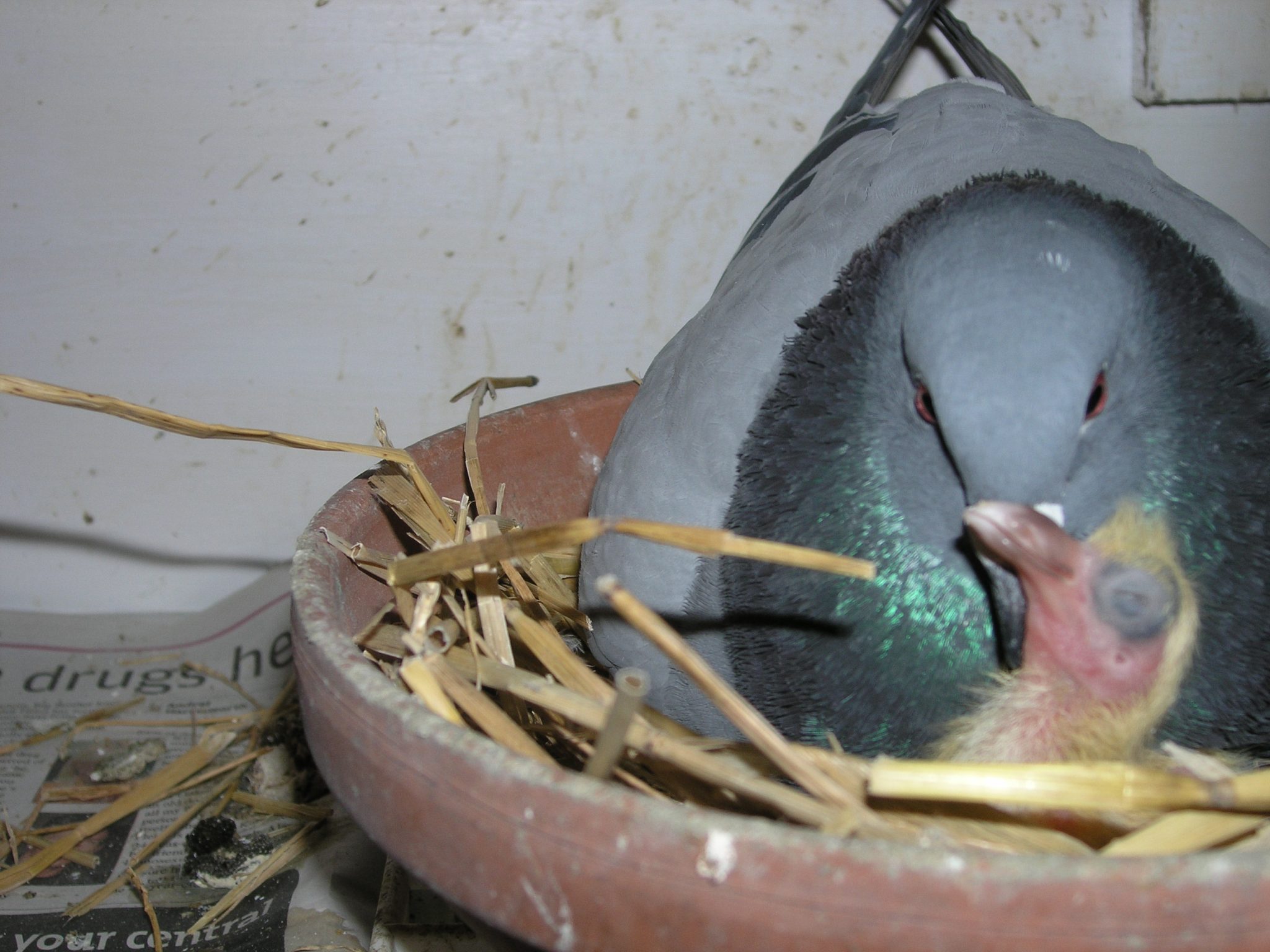 http://pigeonracingpigeon.com/wp-content/uploads/2011/01/squeeker-in-nest1.jpg