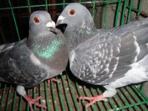 Pairing Racing Pigeons Pairing Racing Pigeons