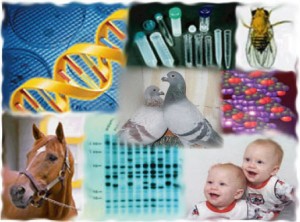 Factoring Genetics into Your Pigeon Breeding Factoring Genetics into Your Pigeon Breeding