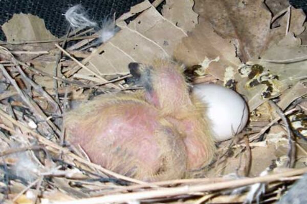 Young Birds Dying In The Nest Early Winning Pigeon Racing And Racing Pigeons Strategies Pigeon Insider