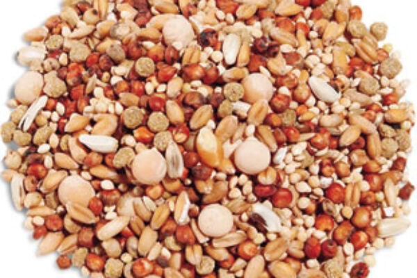 pigeon feed mix - Pigeon FeeDs 600x400