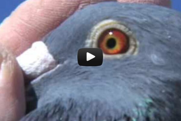 Eye Sign | Winning Pigeon Racing and Racing Pigeons Strategies - Pigeon ...