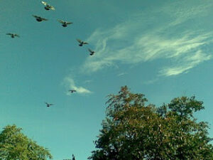 Training Racing Pigeons From Beginning To The Roof