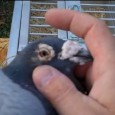 One Eye Cold Archives - Winning Pigeon Racing and Racing Pigeons ...