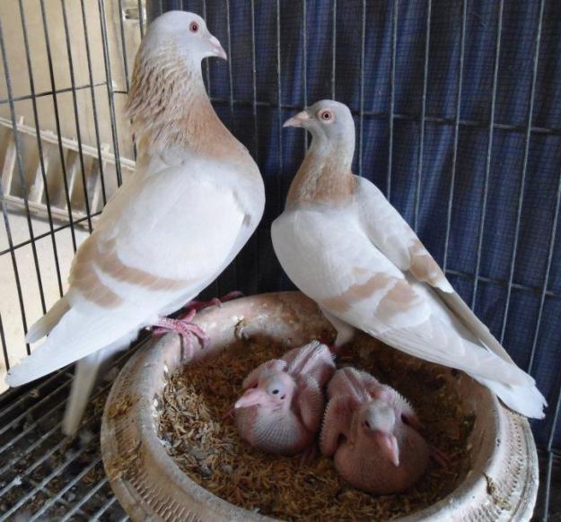 Pairing Racing Pigeons For Breeding Winning Pigeon Racing And Racing Pigeons Strategies Pigeon Insider