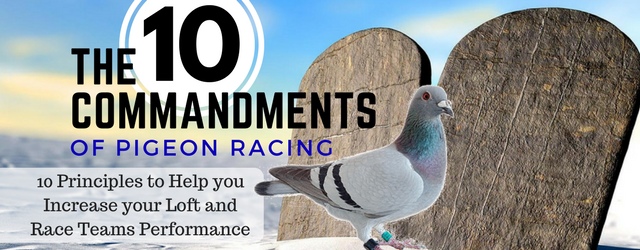 https://www.pigeonracingpigeon.com/wp-content/uploads/2017/08/Pigeon-Racing-10-Commandments.jpg